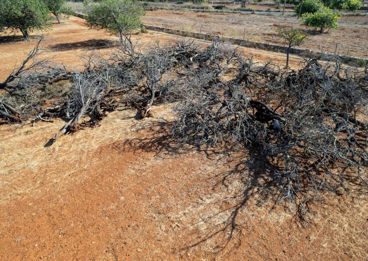 ¿Fin de los almendros en Ibiza? Los algarrobos como salvavidas del secano