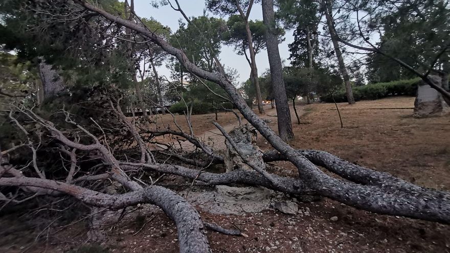 EN IMATGES | Cau un arbre del Parc Bosc de Figueres i danya la font de pedra de 1932