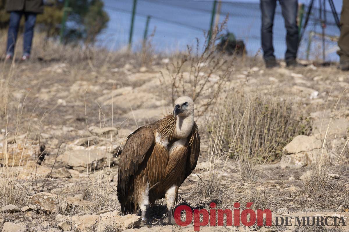 Suelta de dos buitres leonados en la Sierra de Mojantes en Caravaca