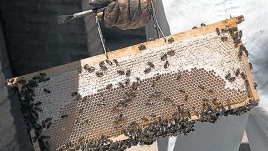 80 oenegés reclaman salvar a las abejas prohibiendo los neonicotinoides