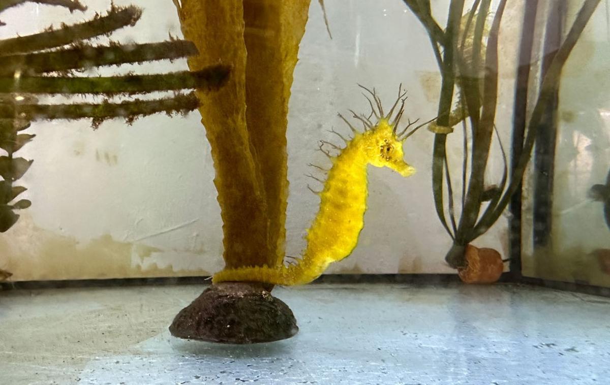 Un caballito en uno de los acuarios de Palma Aquarium