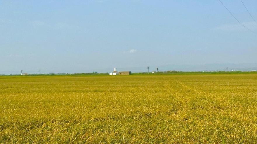 Comienza la campaña de recogida y quema de la paja del arroz