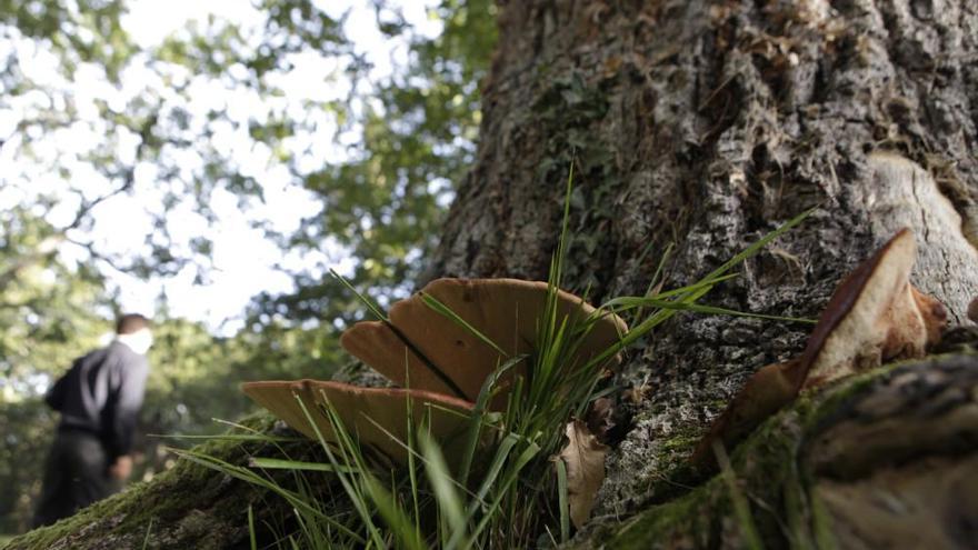 Las 100 fotos que demuestran que el otoño es la mejor época para conocer Asturias