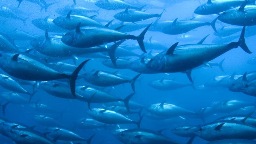 El canvi climàtic asfixia els oceans i amenaça les espècies marítimes