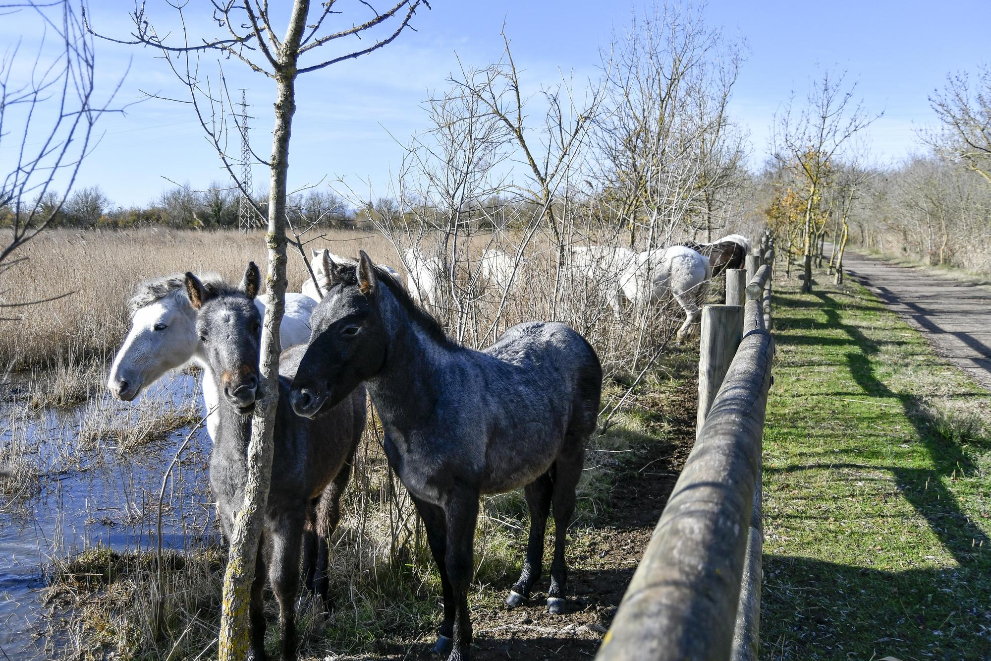 Aiguamolls de l'Empordà