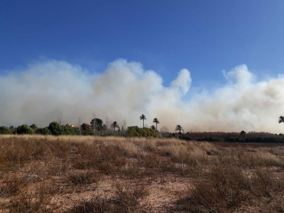 Incendio forestal en el Marjal dels Moros en Sagunt