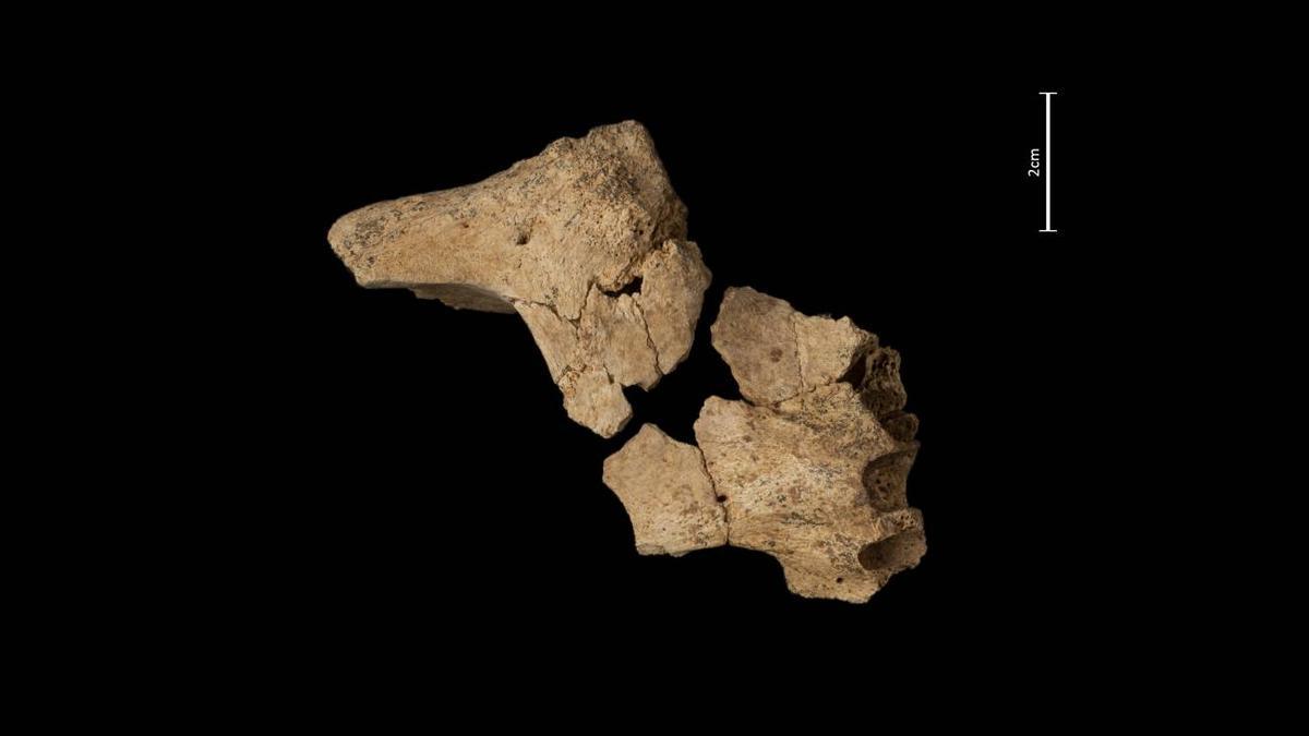 Fósil de la cara del homínido hallado en la sierra de Atapuerca.
