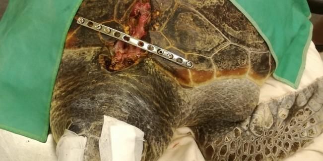 Trasladan a la clínica de Tafira a la tortuga "José" herida gravemente en Almería