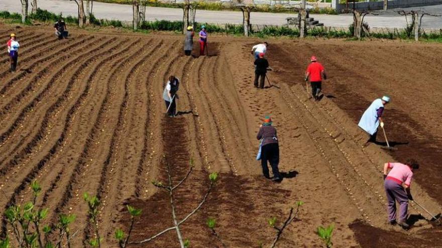 Un grupo de vecinos siembra patatas en una finca.