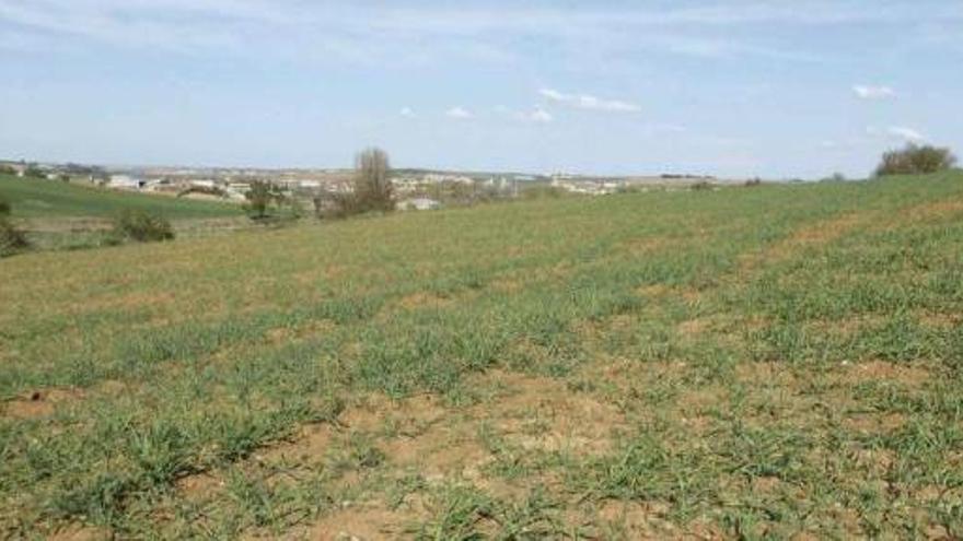 Plantas de trigo en una tierra de secano donde se aprecia la falta de agua en Fuentesaúco.