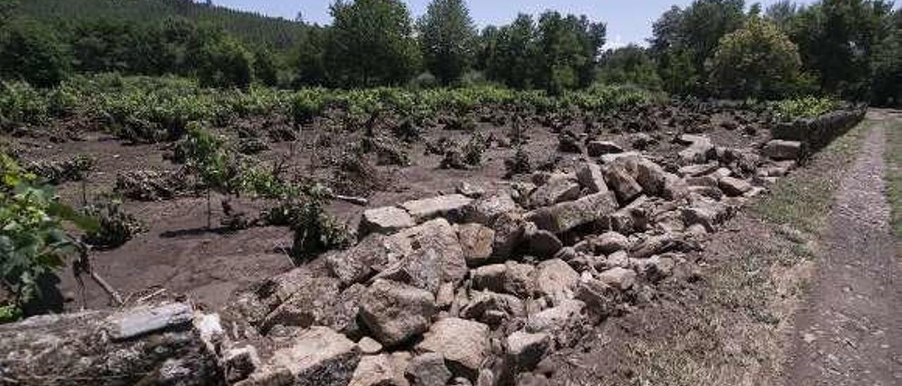 Un muro de piedra destrozado en una viña de Infesta.  // Brais Lorenzo