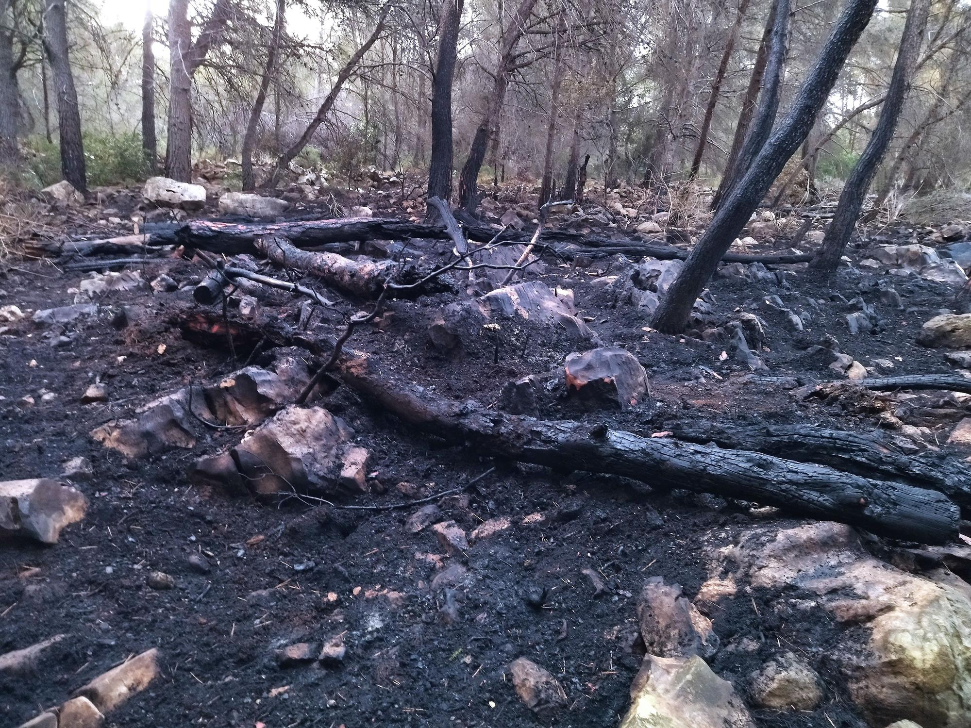 La lluvia refresca el bosque calcinado por el enésimo incendio en el Montgó