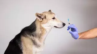 Vacuna para la leishmaniasis en perros: todo lo que debes saber para proteger a tu mejor amigo