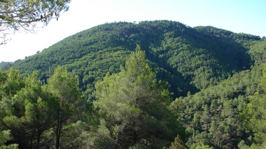 La mala prensa de los pinares en España: un mito social