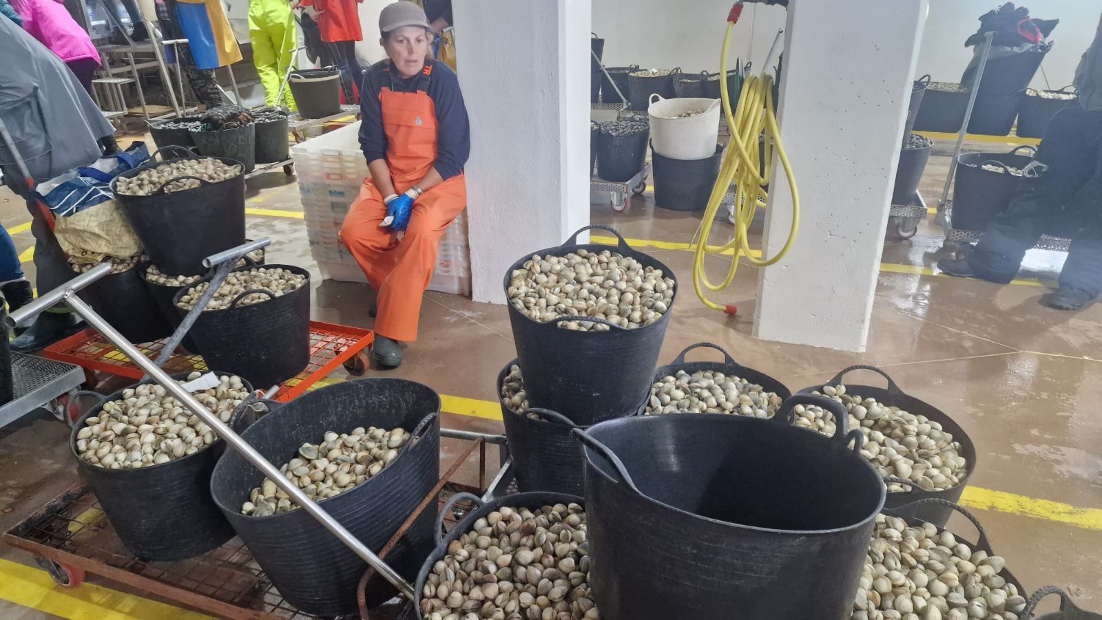 Así es el día a día en el puerto y la lonja de O Testal (Noia), donde cada vez se dan cita más mariscadores arousanos.