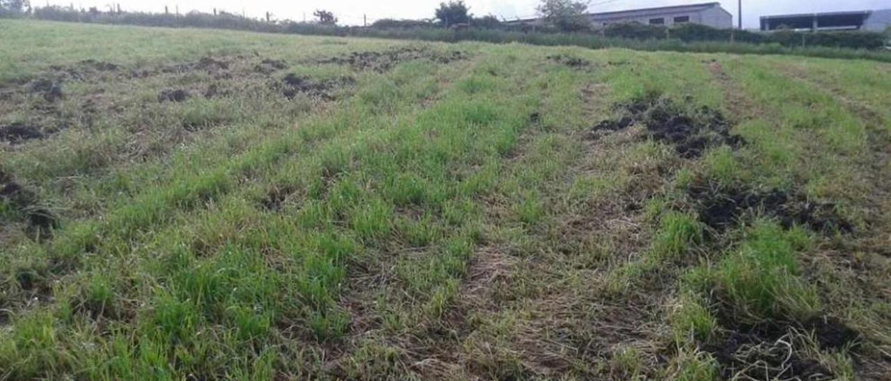 Daños del jabalí en una finca destinada a pradera en una parroquia de Dozón.