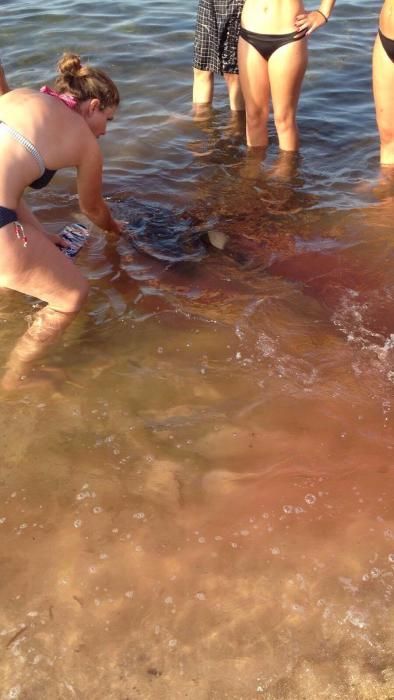Badegäste haben am Donnerstagmorgen (18.8.) am Strand von Colònia de Sant Jordi im Süden von Mallorca einen verletzten Delfin entdeckt. Sie verständigten das Meeresaquarium des Cabrera-Zentrums im Ort und versuchten, das Tier zu versorgen.