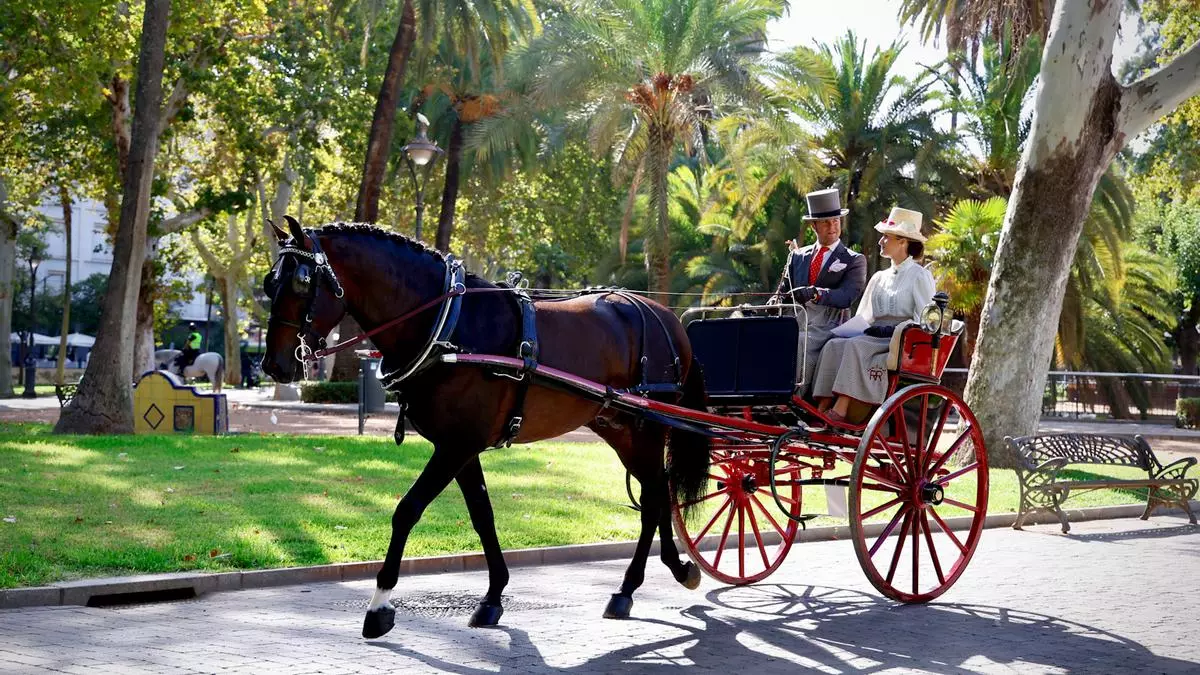 El caballo luce en Córdoba en el Concurso de Atalaje