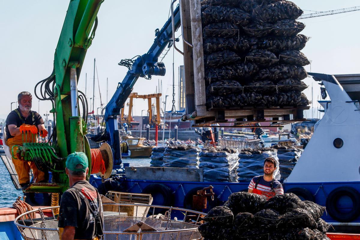 Descargas de mejillón en O Xufre.