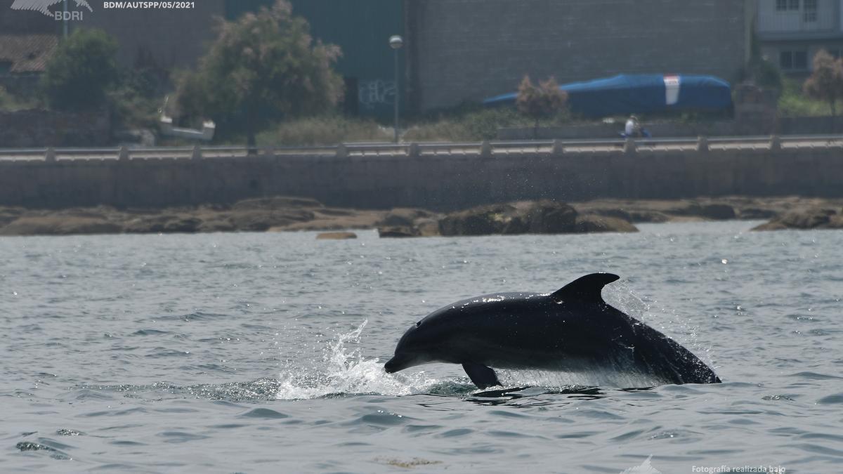 Uno de los delfines estudiados.