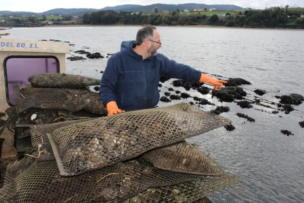 Ostras en la ría del Eo