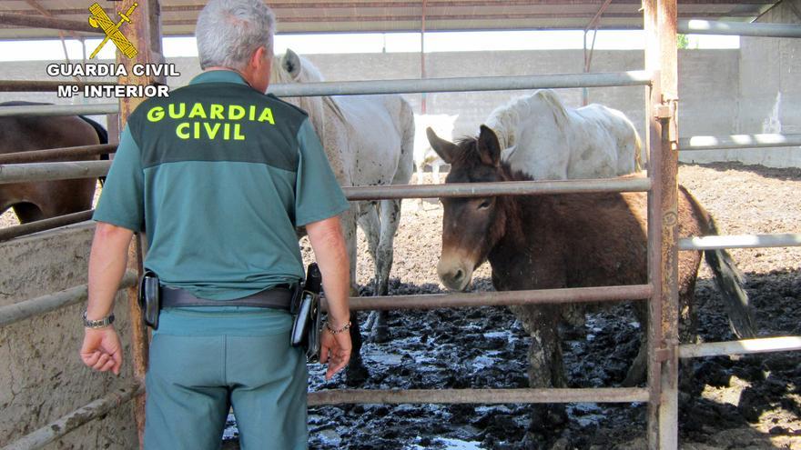 Caballos, burros y ponis en pésimas condiciones en una finca de Murcia