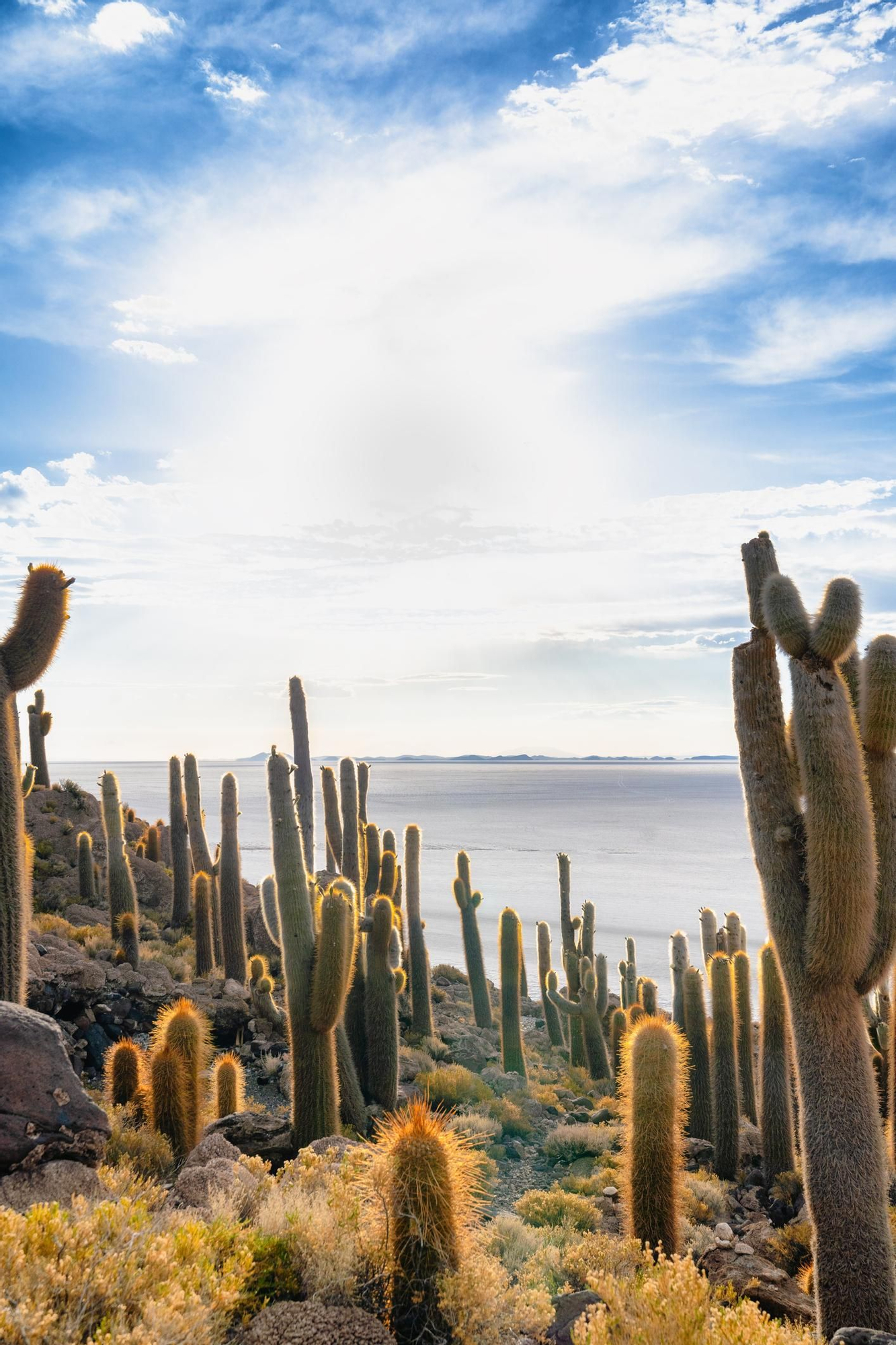En este salar se encuentra uno de los bosques de cáctus más impresionantes del mundo