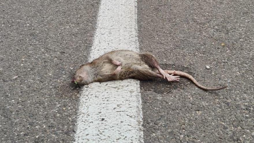 Una rata yace atropellada en la Avenida Vicente Vidal