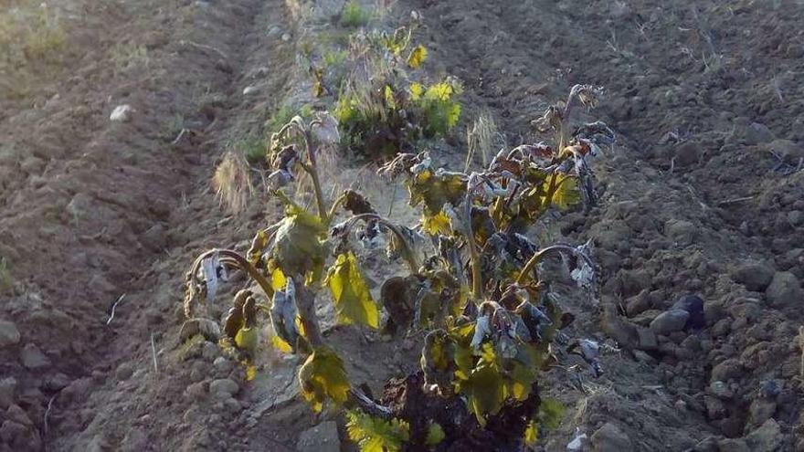 Un viñedo de Sanzoles afectado por la helada de la madrugada del pasado domingo, que se cebó, principalmente, con las plantaciones de cepas en la vega del arroyo Talanda.