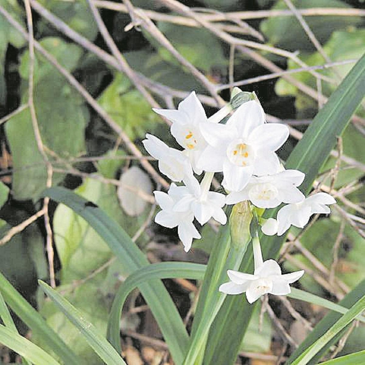 La flor del narciso.