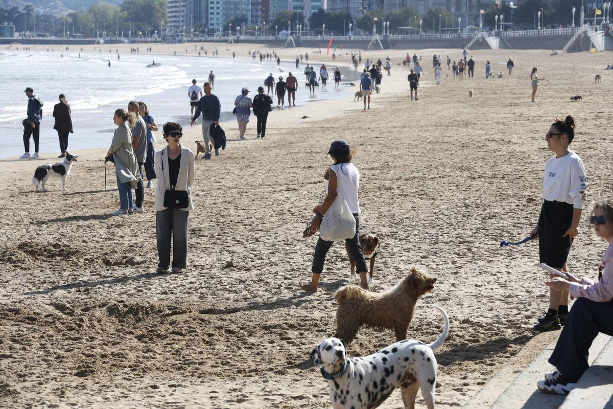 Perros en la playa de San Lorenzo