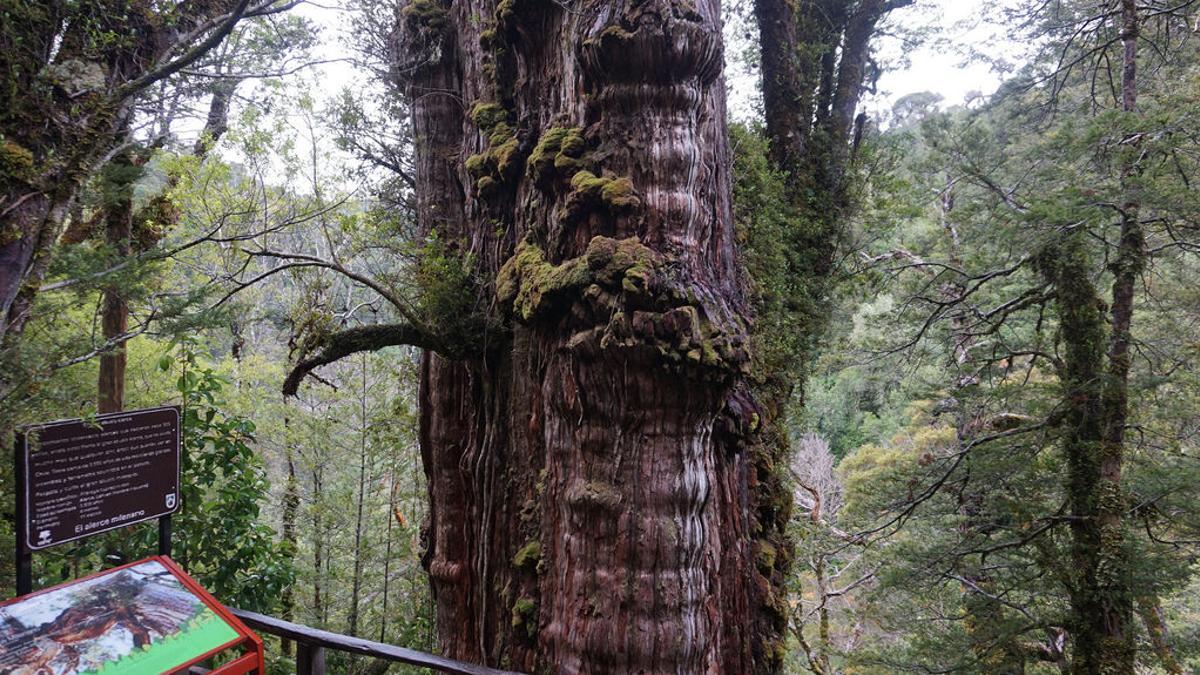 El árbol más grande del mundo está en el Parque Nacional Alerce Costero