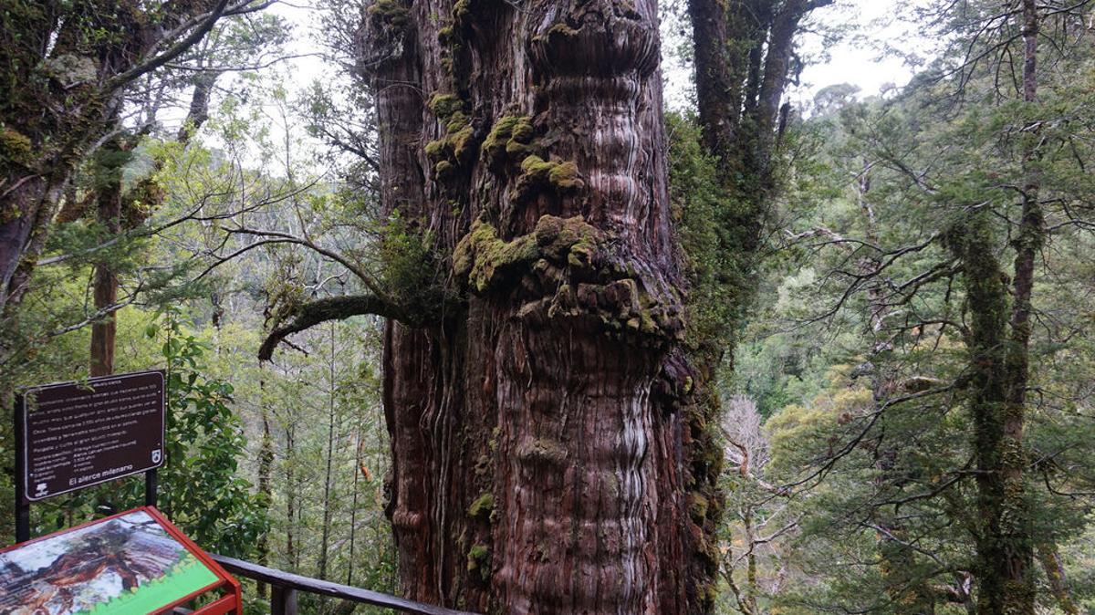 El árbol más grande del mundo está en el Parque Nacional Alerce Costero