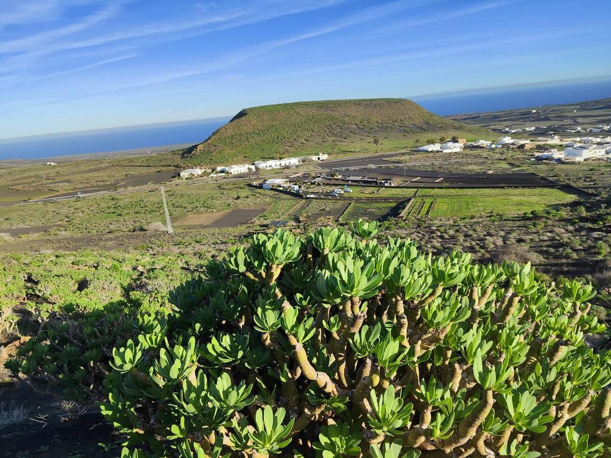 Los campos del norte de Lanzarote se tiñen de verde por las lluvias del invierno