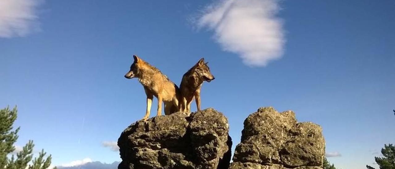 LOBO | Frente común del norte, donde está el 95% de las manadas, contra la  protección del lobo de Ribera: “Es un desprecio para los ganaderos”