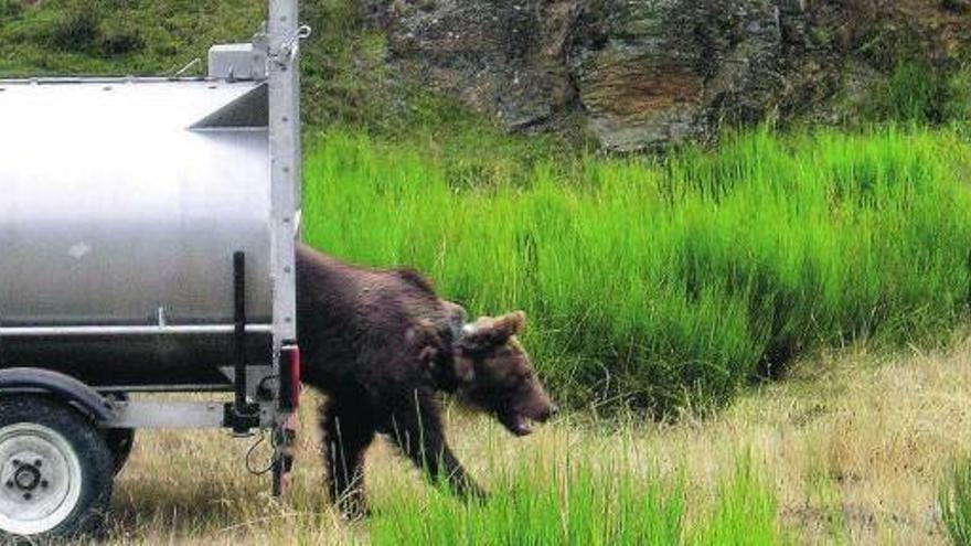 Puesta en libertad de la osa conocida por el apelativo cariñoso de «La Güela» el pasado 1 de septiembre.