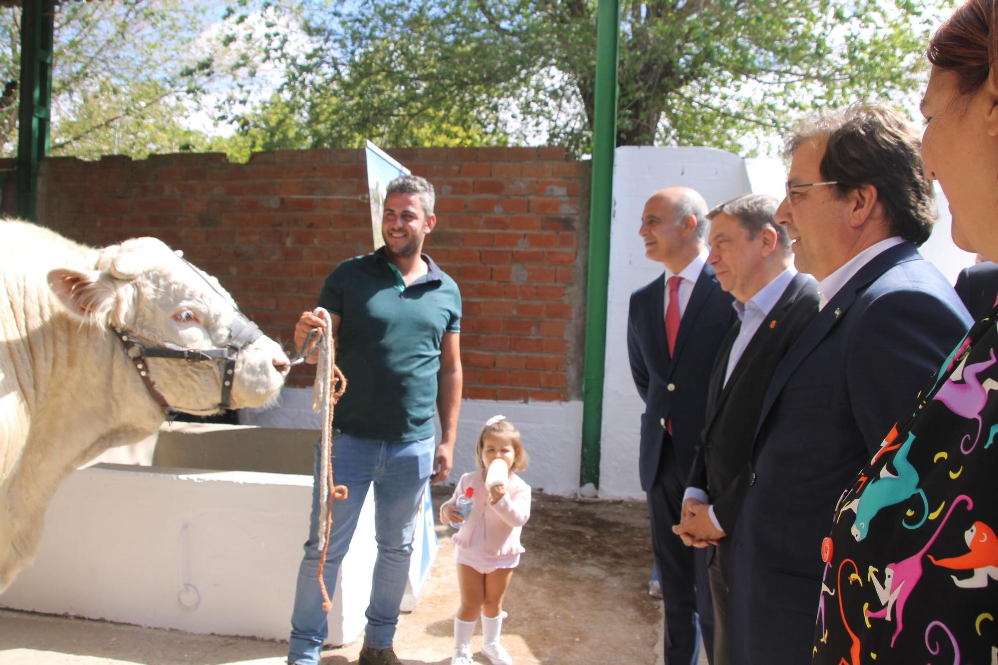 Los charoleses exhiben la pujanza de su raza.