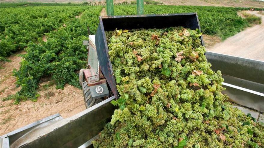 Denuncian a algunos bodegueros extremeños por incumplir la ley de compraventa de uvas