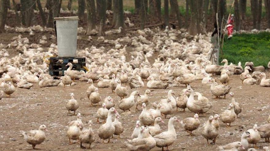 Agricultura ordena el sacrificio de otras seis granjas de patos por gripe aviar