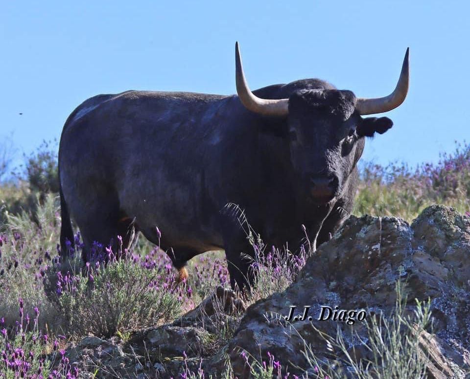 Imagen del impresionante toro de Victorino que tenía como destino Las Ventas, pero Satine pudo conseguir su adquisición.