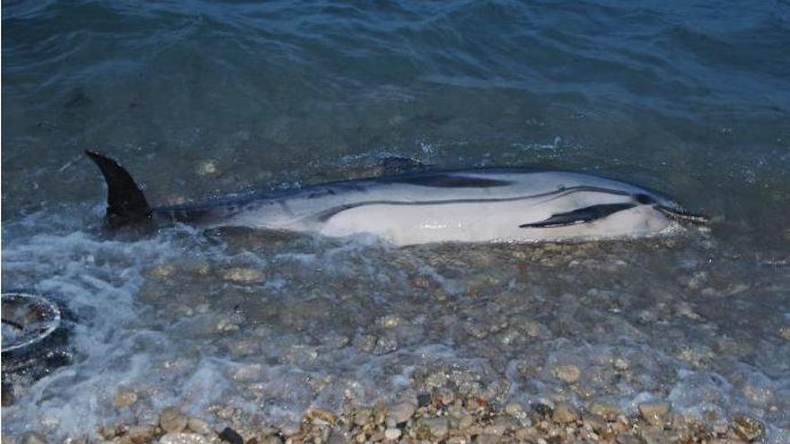 El dofí mort a la platja