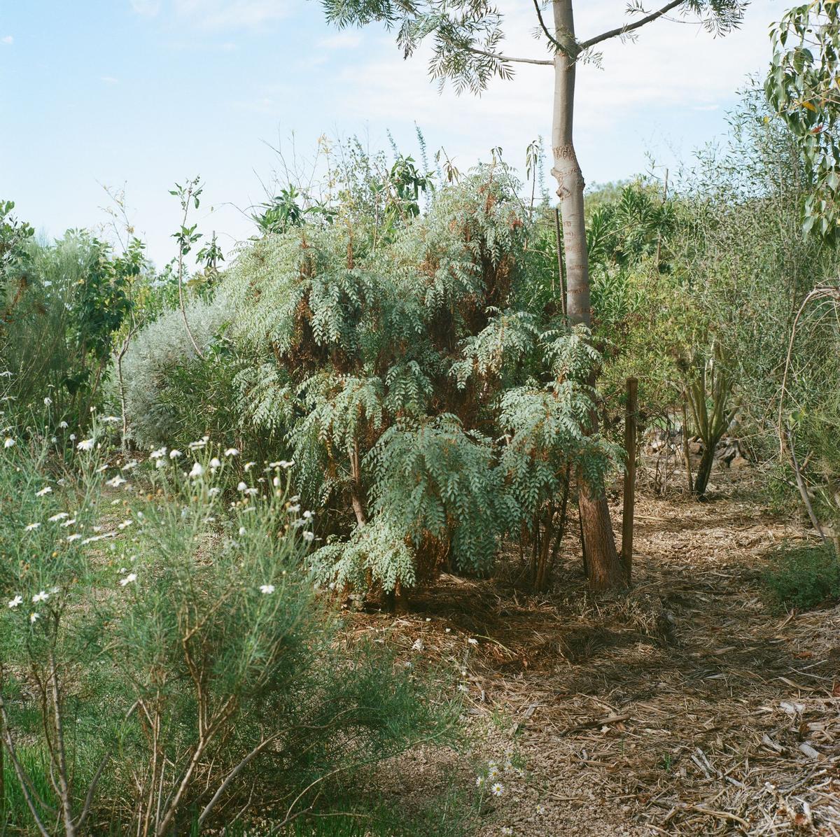 Bosque termófilo de La Reposera.