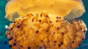 S’acaba l’estiu i arriba la medusa ou ferrat