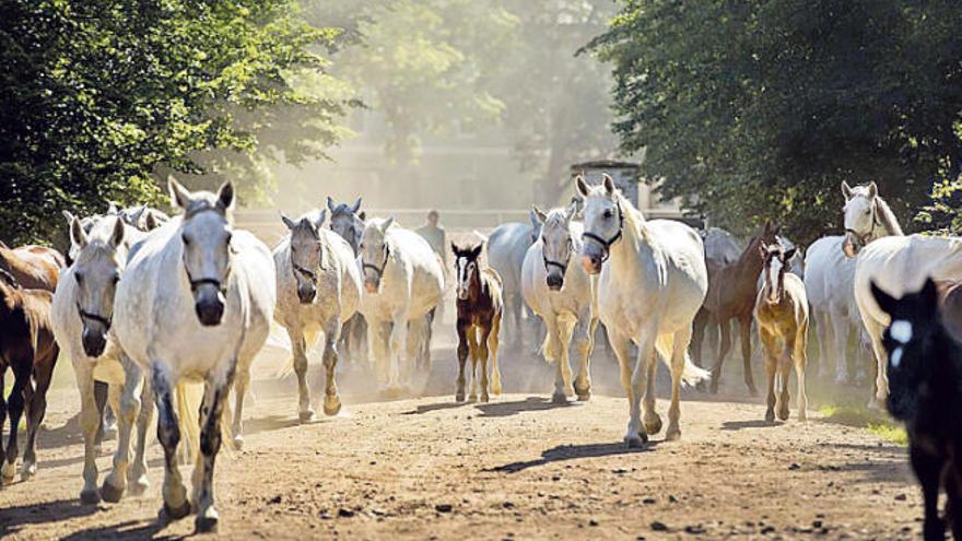 Arriba, ejemplares del caballo Kladruber con sus potrillos en los alrededores de los establos. Abajo, imagen del renacentista palacio de Litomysl donde Smetana dio un concierto con seis años.