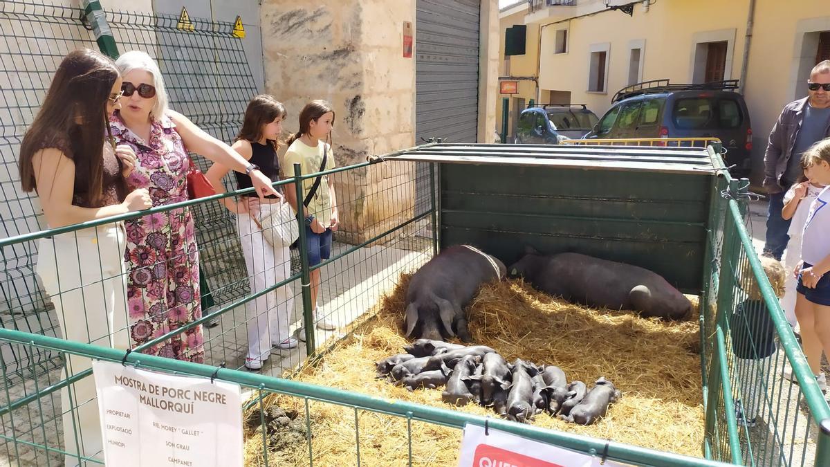 Feria en Campanet.