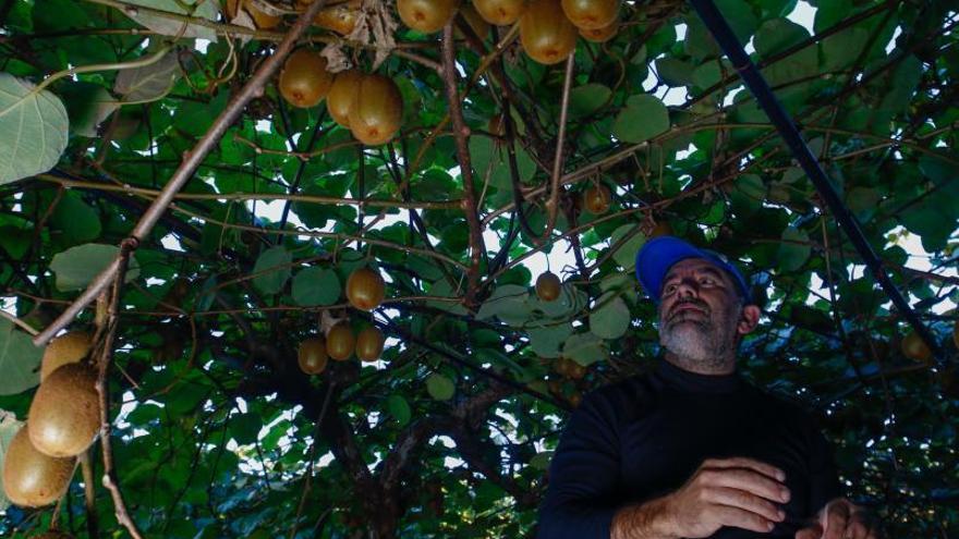 Ramiro Gómez, durante la recolección en su finca, ayer. |   // IÑAKI ABELLA