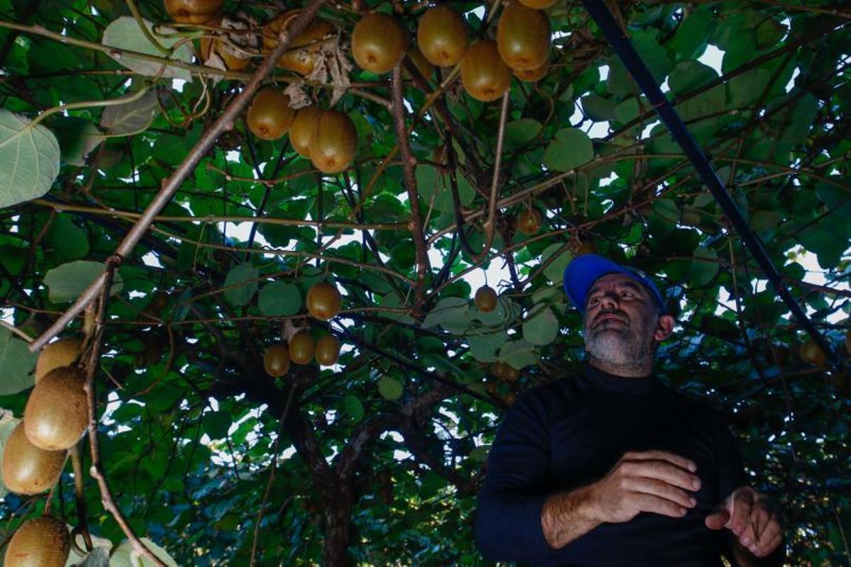 Los agricultores llenan las cajas de plástico con el preciado fruto. |   // IÑAKI ABELLA