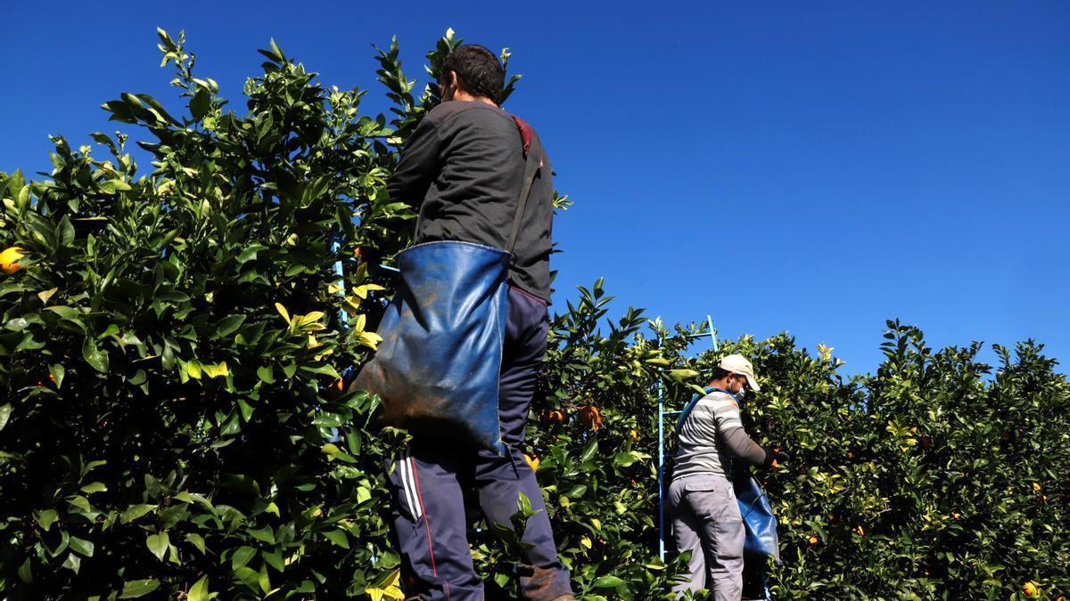 Dos jornaleros, durante la recogida de la naranja en una finca de Córdoba.