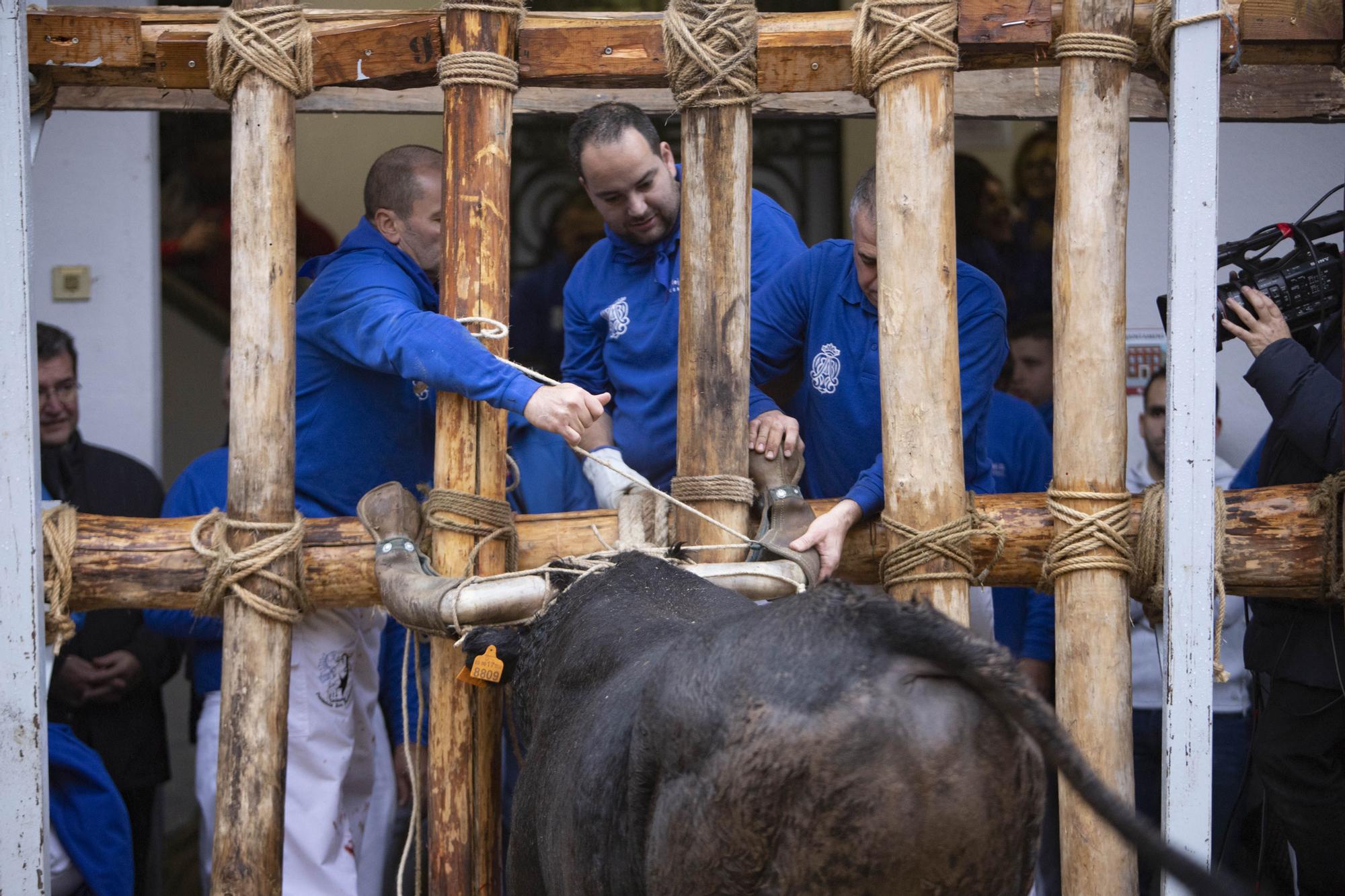 El "Bou en corda" vuelve al Pont Vell de Ontinyent