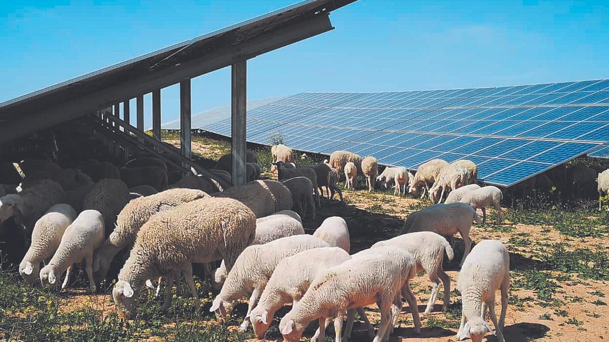 Ovejas en la planta fotovoltaica de Iberdrola en Teruel
